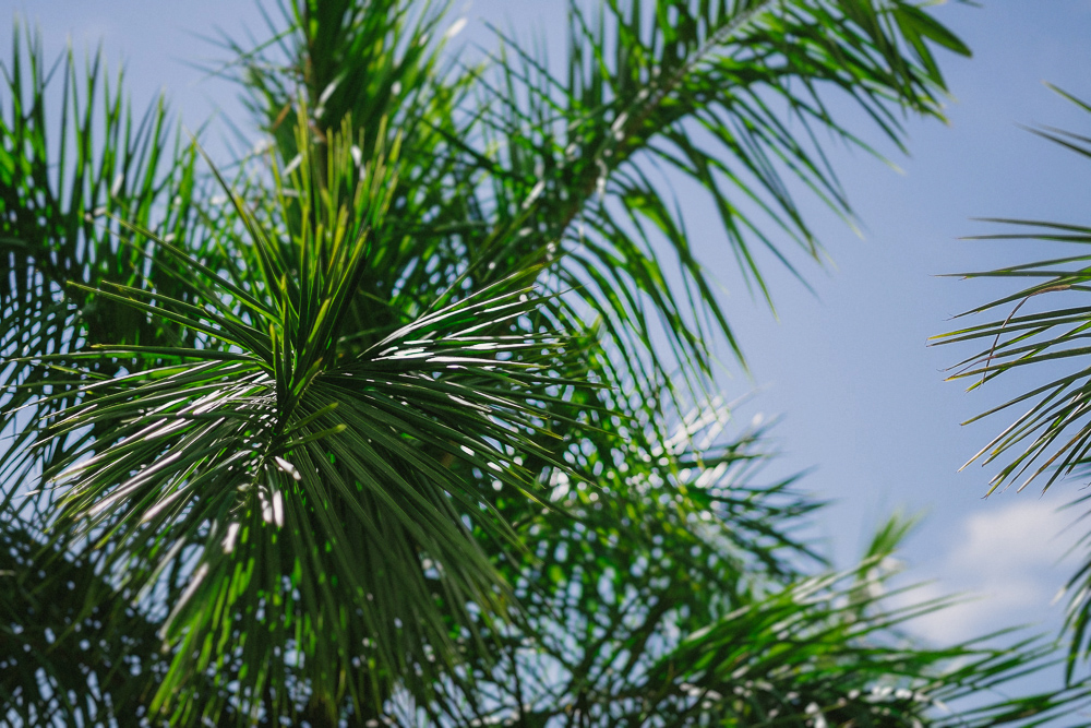 Puerto Vallarta // Beach + Street Kampphotography Destination Wedding 