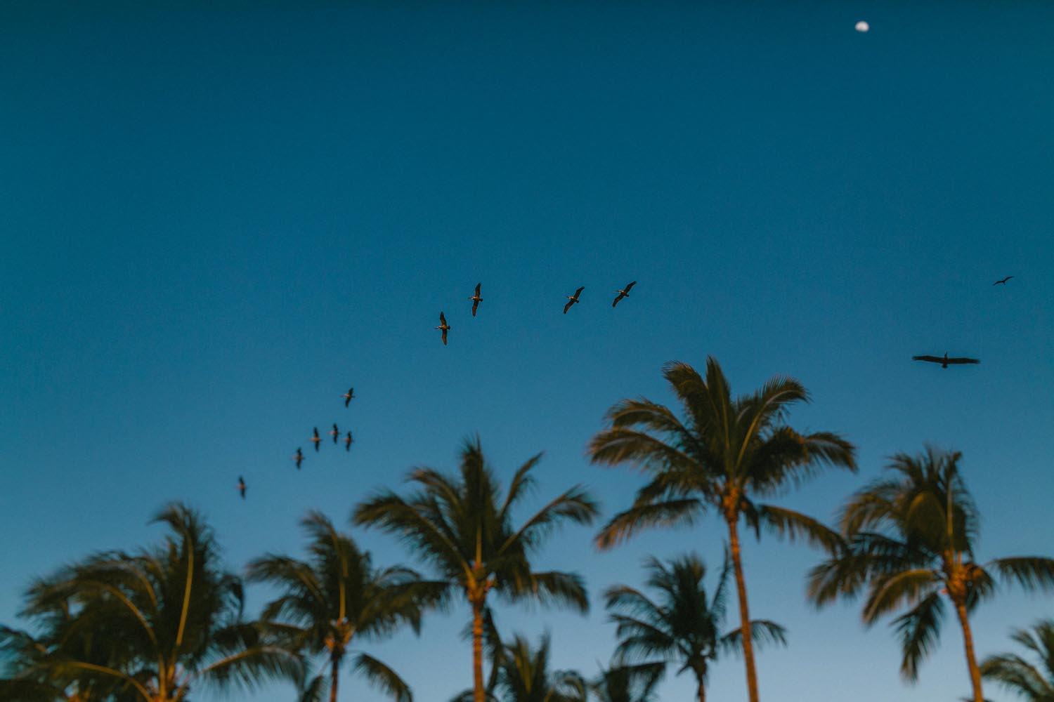 Vanessa + Brian // RIU Vallarta Wedding Kampphotography Destination Wedding 