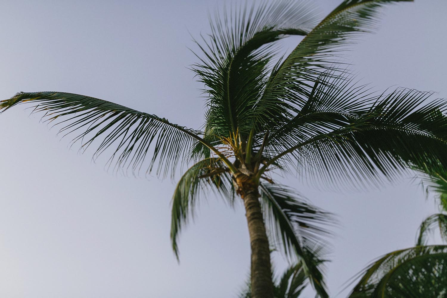 Vanessa + Brian // RIU Vallarta Wedding Kampphotography Destination Wedding 