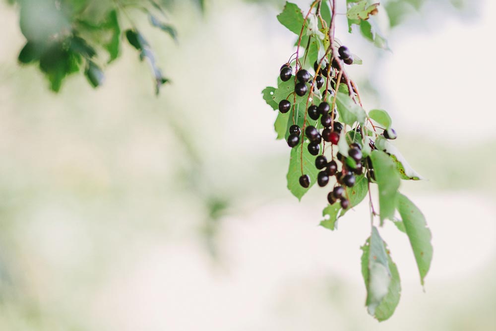 Karen + Alex // Cooks Creek Wedding Kampphotography Winnipeg Wedding Photographers 