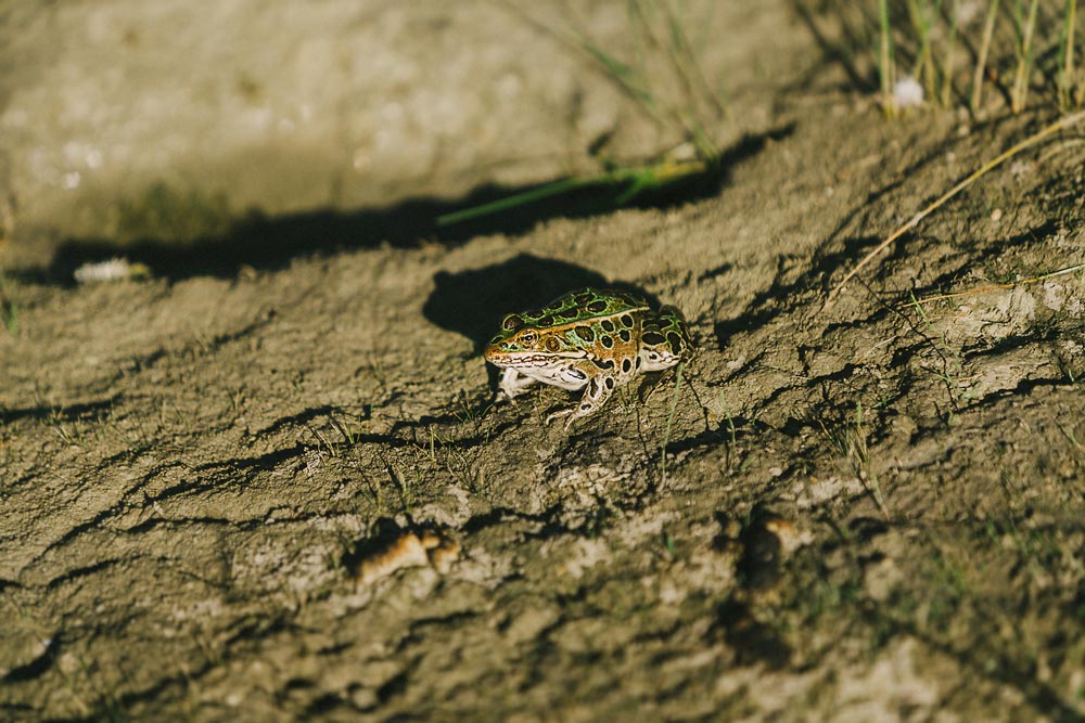 Karen + Alex // Cooks Creek Wedding Kampphotography Winnipeg Wedding Photographers 