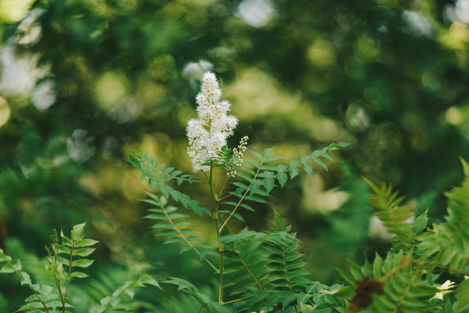 Karli + Jason Kampphotography Winnipeg Wedding Photographers 