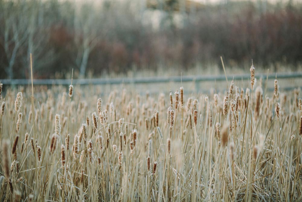 Britni + Eric Kampphotography Winnipeg Wedding Photographers You and Me Session 