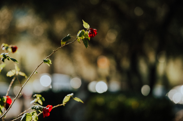 Claire + Trevor Kampphotography Destination Wedding 