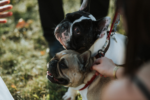 Winnipeg Back Yard Wedding Kampphotography Winnipeg Wedding Photographers 